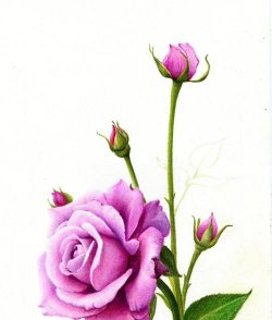花卉彩铅画，入门技巧分享，轻松画出美丽花朵