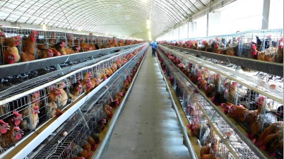 养殖场图片，真实场景展示，帮你快速了解