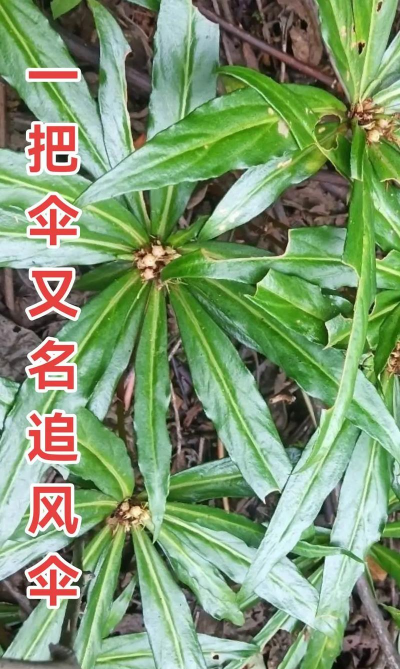小众送妈妈的花有哪些花