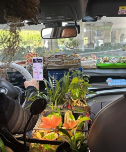 大米养花，废物利用，简单有效