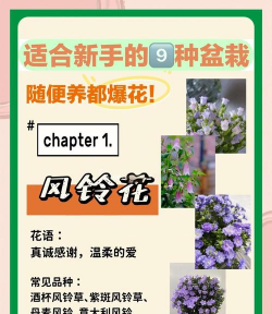 大米养花，废物利用，简单有效