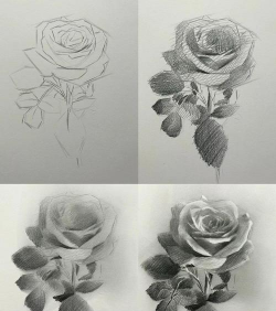 素描花卉,掌握基础技巧,画出自然美感 素描花卉,掌握基础技巧,画出自然美感