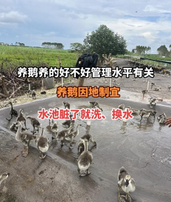 生态土鸡养殖技术，掌握关键要点，提升养殖效益