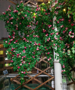 养花自制土，省钱又实用，轻松搞定花土