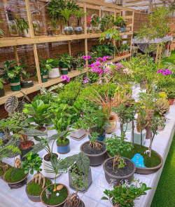 养花自制土，省钱又实用，轻松搞定花土