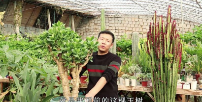 昆明花卉批发，货源渠道多，价格优势大