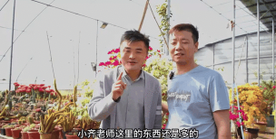 昆明花卉批发，货源渠道多，价格优势大