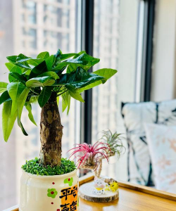 昆明花卉批发，货源渠道多，价格优势大