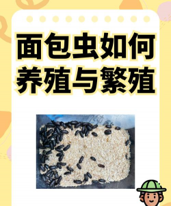 西安养殖场，选址要点，运营关键