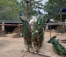 西安养殖场，选址要点，运营关键