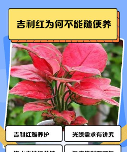 吉利红有毒吗 可以室内养吗