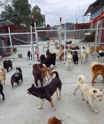 肉狗养殖场，场地选择要点，日常管理技巧