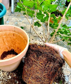 蚯蚓养花，改善土壤，促进生长