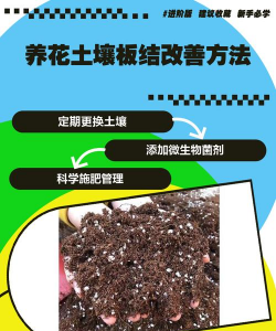 用水养花，简单易学，新手也能轻松上手