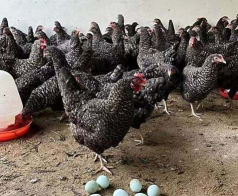 用水养花，简单易学，新手也能轻松上手