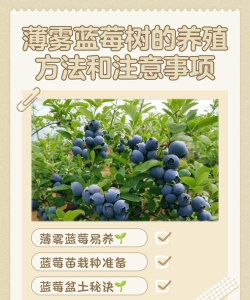 用水养花，简单易学，新手也能轻松上手