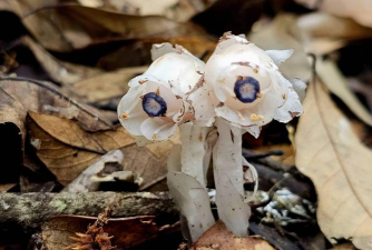 云南特有珍稀植物