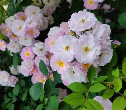 用水养花，简单易学，新手也能轻松上手