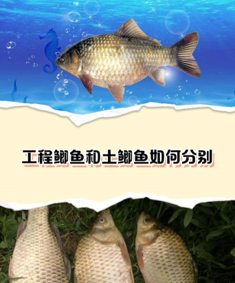 用水养花，简单易学，新手也能轻松上手