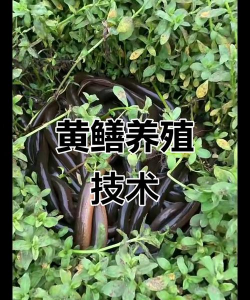 用水养花，简单易学，新手也能轻松上手