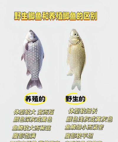 梦见养花是什么意思，常见梦境解析，心理暗示解读