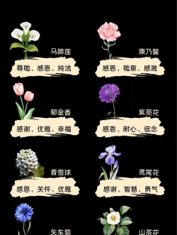 花卉花语，传递情感，解读心意
