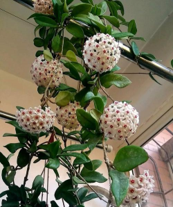 球兰养殖，轻松上手，花开满枝