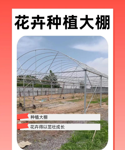 花卉种植大棚，搭建技巧，管理要点
