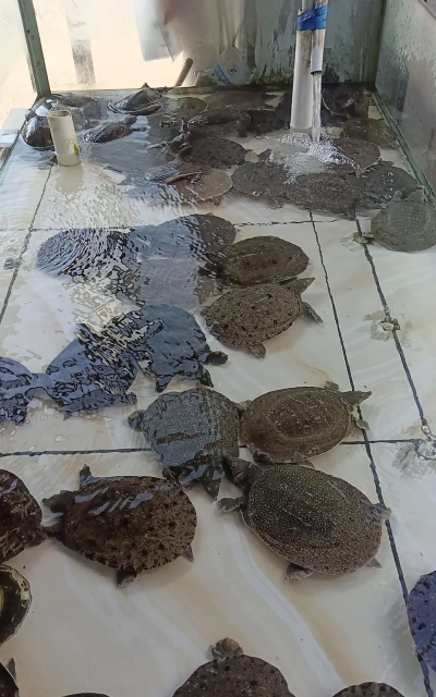 团鱼养殖，掌握关键技巧，实现高效产出