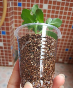 养花的见解，新手入门指南，轻松打造花园