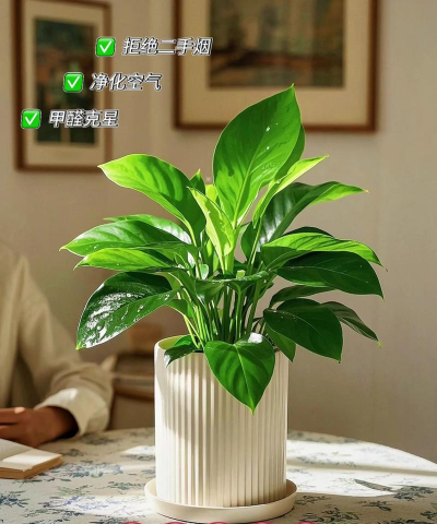 养花的见解，新手入门指南，轻松打造花园