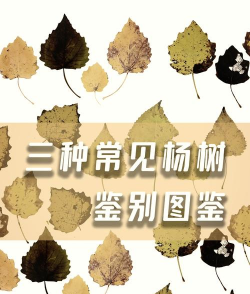 杨树品种有几种