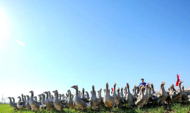 大雁养殖基地，选址很关键，管理要跟上