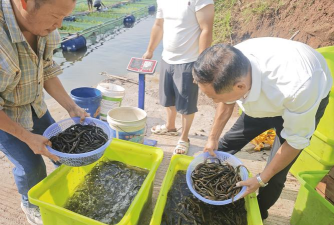黄鳝泥鳅养殖，掌握关键技巧，实现高效增收