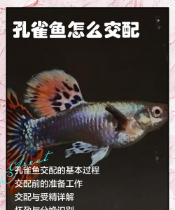 孔雀如何养殖，掌握关键技巧，实现高效繁育