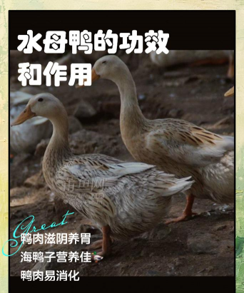 用水养花，简单易学，新手也能轻松上手