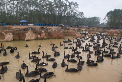 用水养花，简单易学，新手也能轻松上手