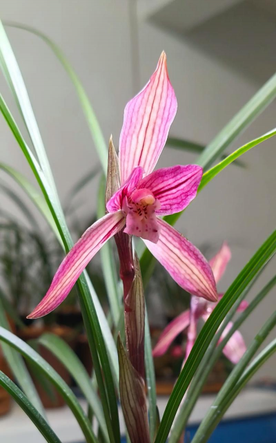 用水养花，简单易学，新手也能轻松上手