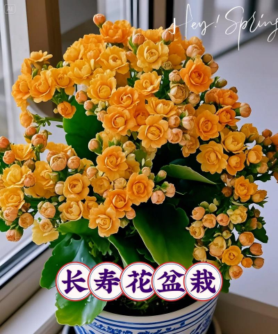 用水养花，简单易学，新手也能轻松上手