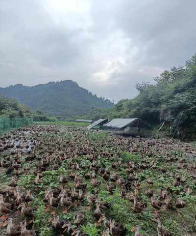 用水养花，简单易学，新手也能轻松上手