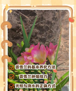 用水养花，简单易学，新手也能轻松上手