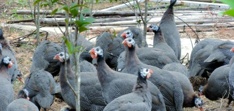 用水养花，简单易学，新手也能轻松上手
