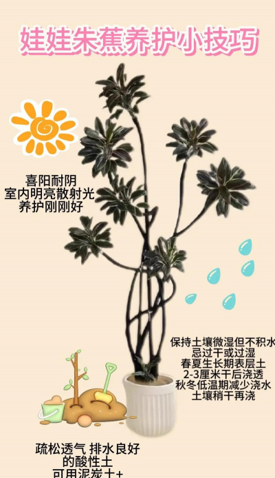 用水养花，简单易学，新手也能轻松上手