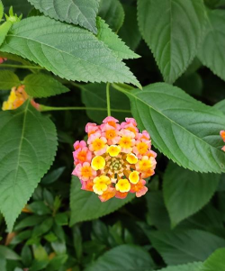 小众送妈妈的花有哪些花