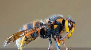 用水养花，简单易学，新手也能轻松上手