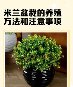 昆明花卉批发，货源渠道多，价格优势大