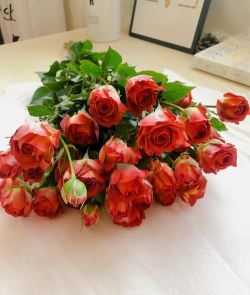 泡沫养花，轻松省心，新手也能养好花