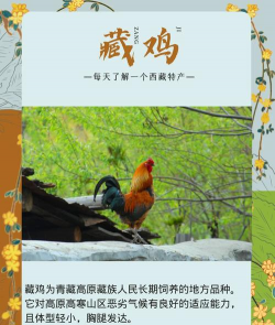 藏鸡养殖，掌握关键技巧，提升养殖效益