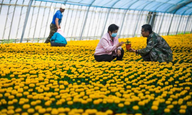 大棚养殖什么最赚钱，热门项目分析，帮你快速选择