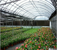 大棚养殖什么最赚钱，热门项目分析，帮你快速选择